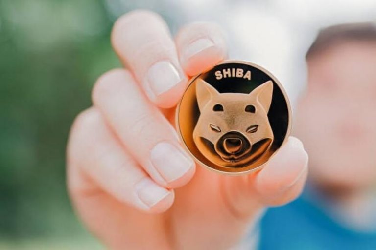 Chubby Shiba