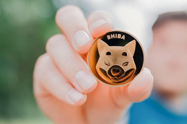 Chubby Shiba