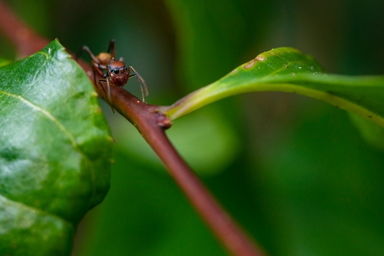 Common Pests In Utah