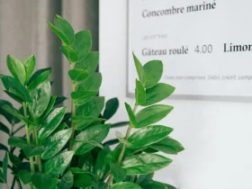Exploring the Green World with Plant Applications