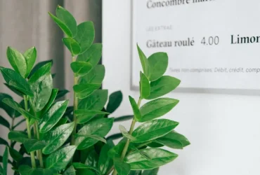 Exploring the Green World with Plant Applications